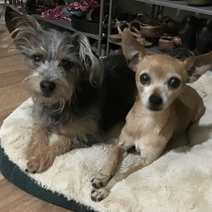 Fundraising Page: Deborah Cates